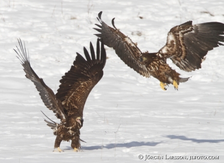 Havsörn Haliaeetus albicilla Björnlunda Södermanland