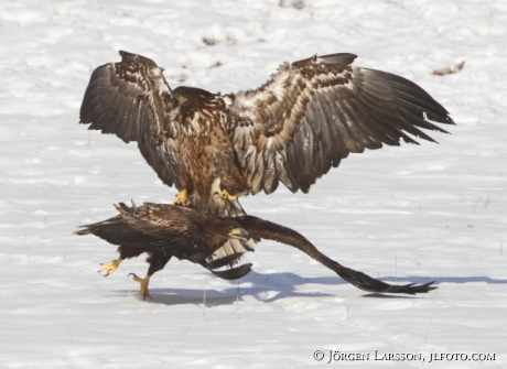 Havsörn Haliaeetus albicilla Björnlunda Södermanland