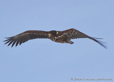 Havsörn Haliaeetus albicilla Björnlunda Södermanland