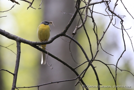 Forsärla Motacilla cinererea