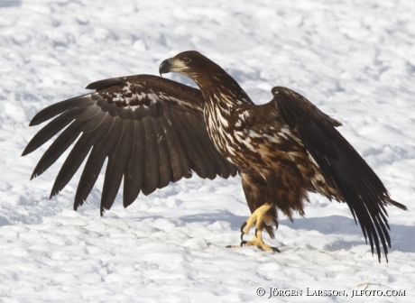 Havsörn Haliaeetus albicilla Björnlunda Södermanland