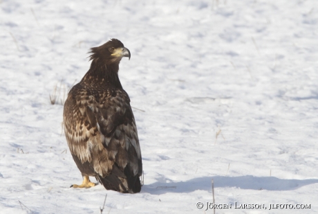 Havsörn Haliaeetus albicilla Björnlunda Södermanland