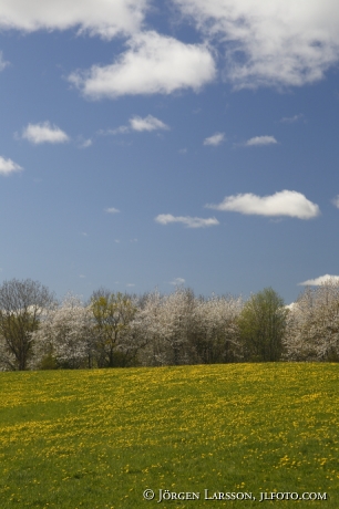 Körsbärsblommor Fält