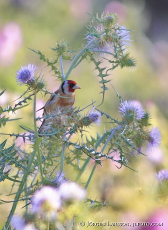 Steglits Mallorca Spanien