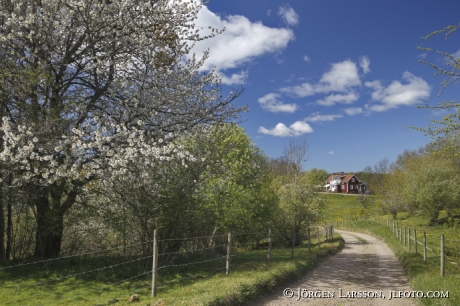 Körsbärsblommor Väg  Hus