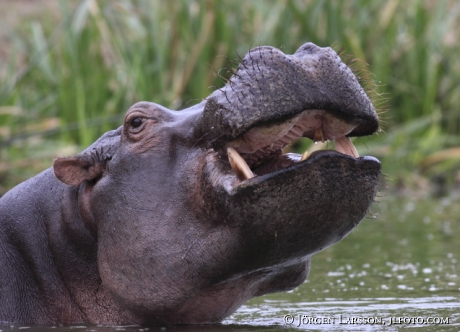 Hippopotamus Murchinson Nat Park Uganda