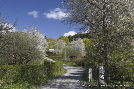 Blommande fruktträd väg