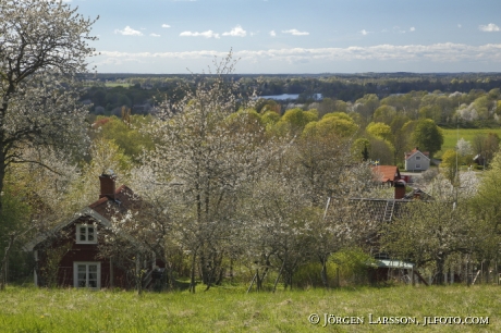 Blommande fruktträd stugor