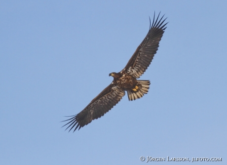 Havsörn Haliaeetus albicilla Björnlunda Södermanland