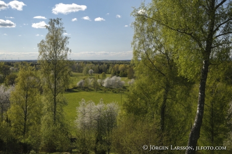 Blommande fruktträd Björkar