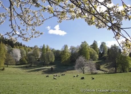 Blommande fruktträd Får