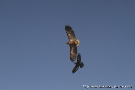 Havsörn Haliaeetus albicilla Björnlunda Södermanland