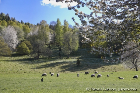 Blommande fruktträd Får