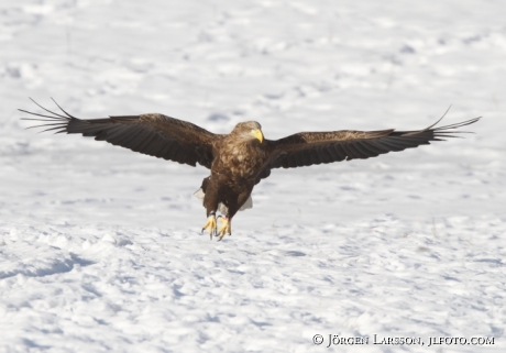 Havsörn Haliaeetus albicilla Björnlunda Södermanland