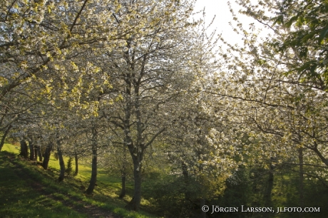 Körsbärsblommor 