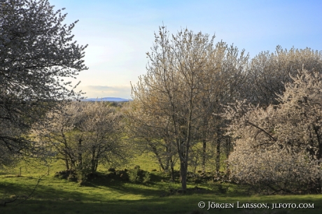 Körsbärsblommor 