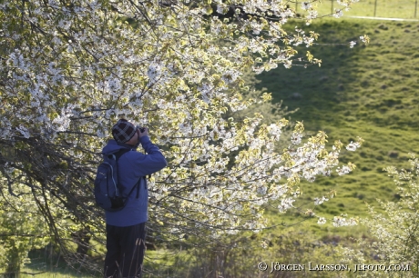 Blommande fruktträd Fotograf