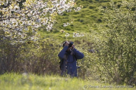 Blommande fruktträd Fotograf