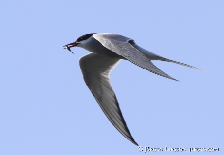 Fisktärna Sterna hirundo Tjusts skärgård 