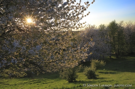 Körsbärsblommor 