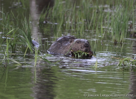 Beaver