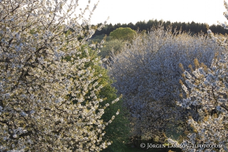 Körsbärsblommor 