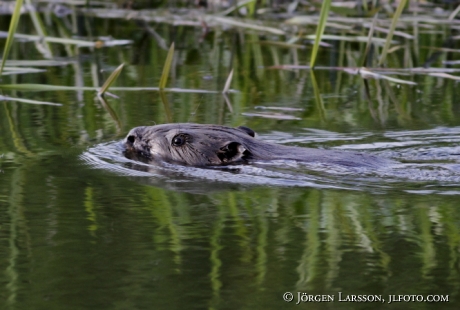 Beaver