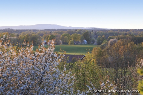 Blommande fruktträd Hus Jordbruk