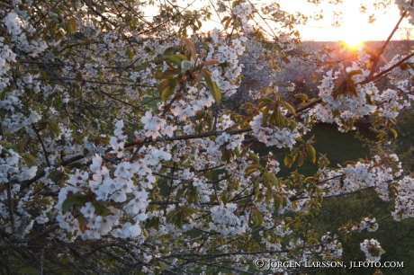 Körsbärsblommor 