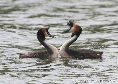 Skäggdopping Podiceps cristatus