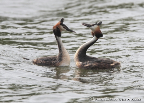 Skäggdopping Podiceps cristatus