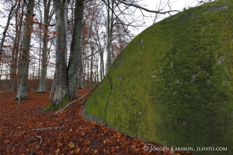 Bokskog 