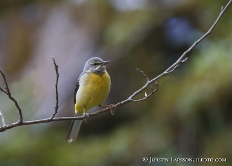 Forsärla Motacilla cinererea