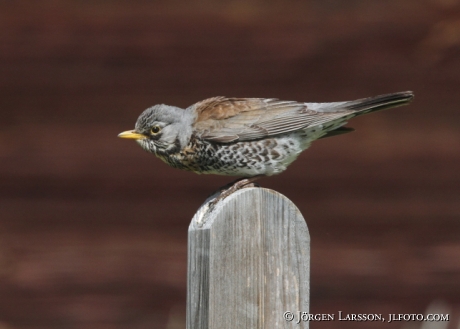 Björktrast  Turdus pilaris Sverige