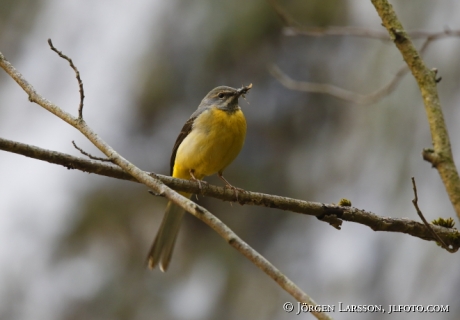 Forsärla Motacilla cinererea