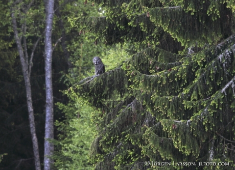 Lappuggla  Strix nebulosa Sverige