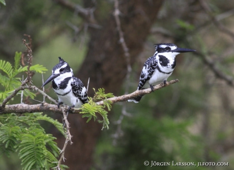 Pied Kingfisher Uganda