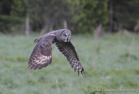 Lappuggla  Strix nebulosa Sverige