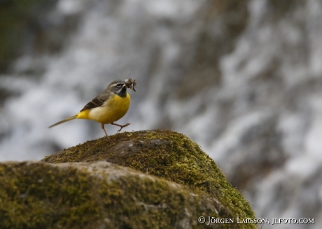 Forsärla Motacilla cinererea