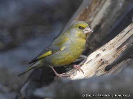 Grönfink  Chloris chloris  Sverige