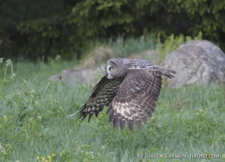 Lappuggla Strix nebulosa