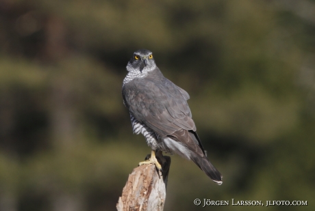 Duvhök Accipiter gentilis Björnlunda Södermanland 