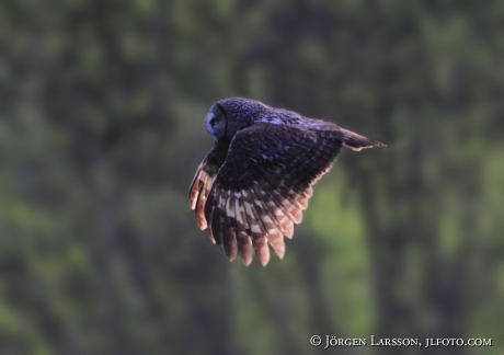 Lappuggla Strix nebulosa 