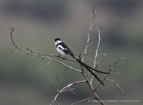 Pin-tailed Whydah Uganda