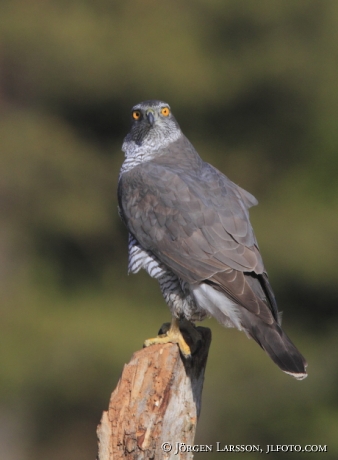 Duvhök Accipiter gentilis Björnlunda Södermanland 