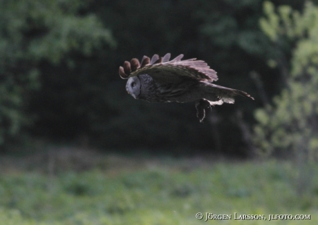 Lappuggla Strix nebulosa 