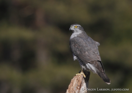 Duvhök Accipiter gentilis Björnlunda Södermanland 