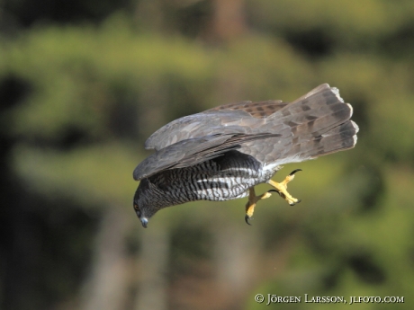 Duvhök Accipiter gentilis Björnlunda Södermanland 