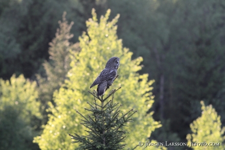 Lappuggla Strix nebulosa