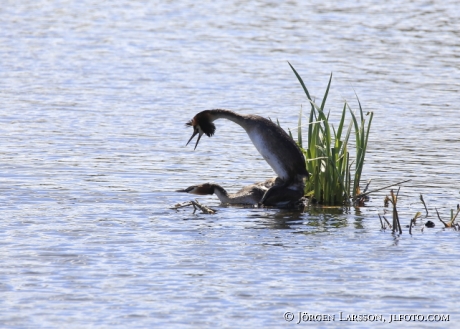 Skäggdoppingar Podiceps cristatus som parar sig